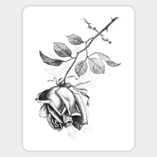 Black Rose Illustration Magnet